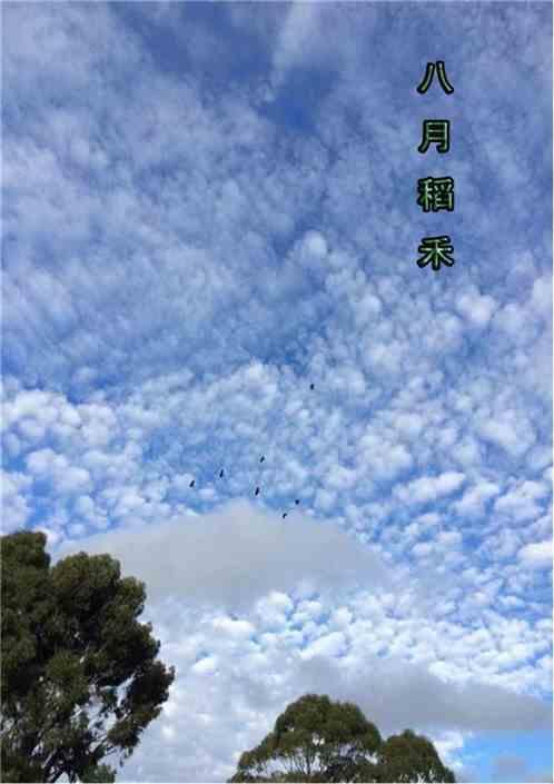 八月的水稻