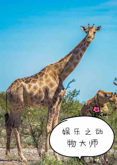 娱乐之宠物大师免费版