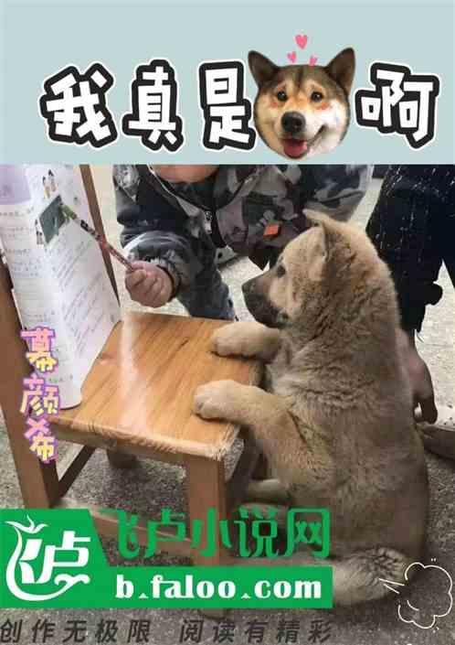 我是真的狗